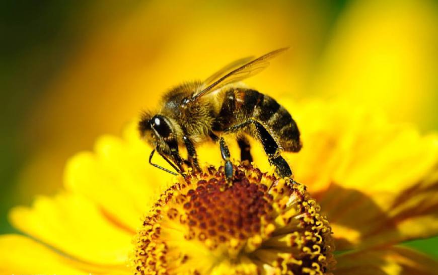 沒有經驗如何養蜜蜂(新手養蜂人如何養好蜜蜂呢) 沒有經驗如何養蜜蜂(新手養蜂人如何養好蜜蜂呢)