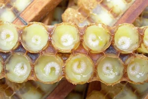 怎樣進行人工育王? 怎樣進行人工育王?