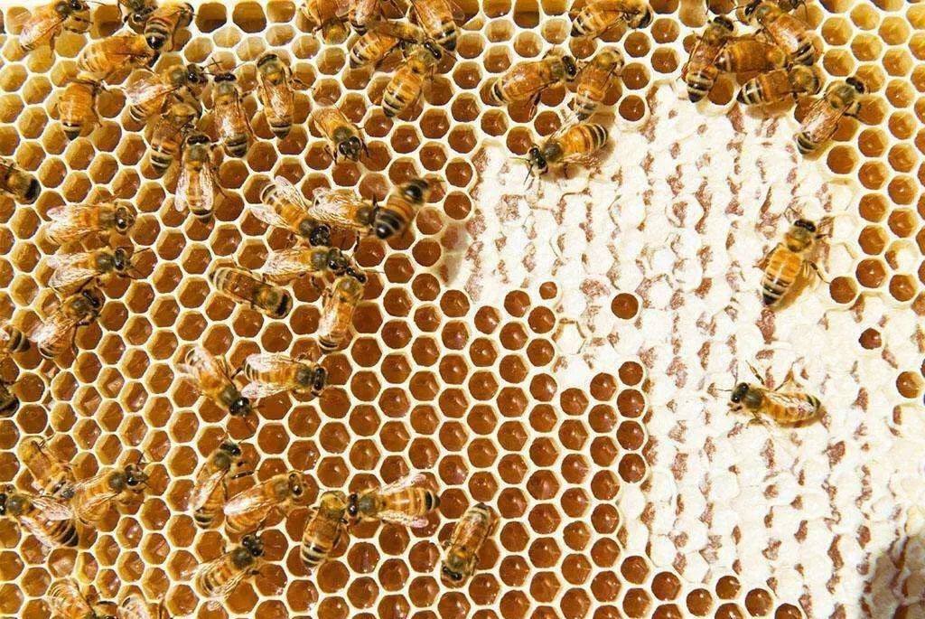 蜜蜂的生活習性有哪些？