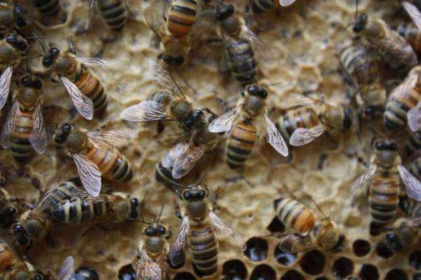 蜜蜂的生活習性有哪些？