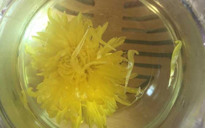 野菊花蜂蜜的功效與作用(菊花茶加蜂蜜泡水喝的作用與禁忌) 野菊花蜂蜜的功效與作用(菊花茶加蜂蜜泡水喝的作用與禁忌)