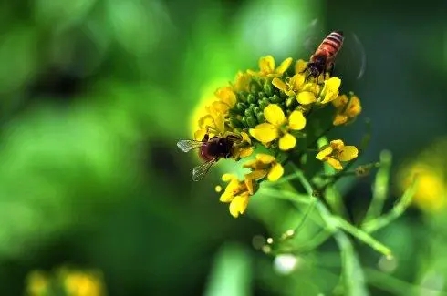 蜜蜂幾月可以喂水(蜜蜂怎么喝水什么時(shí)候喂最好) 蜜蜂幾月可以喂水(蜜蜂怎么喝水什么時(shí)候喂最好)