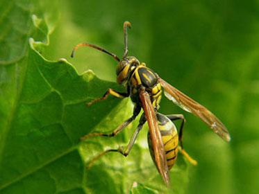 蜂場(chǎng)殘余意蜂收集起來(lái)介王可以嗎(養(yǎng)蜂人走后收集散蜂,然后用中蜂王去管理行嗎) 蜂場(chǎng)殘余意蜂收集起來(lái)介王可以嗎(養(yǎng)蜂人走后收集散蜂,然后用中蜂王去管理行嗎)