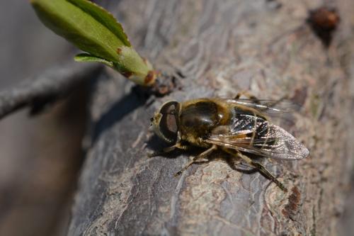 蜂場(chǎng)殘余意蜂收集起來(lái)介王可以嗎(養(yǎng)蜂人走后收集散蜂,然后用中蜂王去管理行嗎) 蜂場(chǎng)殘余意蜂收集起來(lái)介王可以嗎(養(yǎng)蜂人走后收集散蜂,然后用中蜂王去管理行嗎)