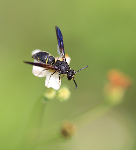 工蜂在蜂群中的作用是什么（工蜂在蜂群中的地位和作用是什么）