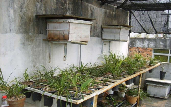 陽臺養(yǎng)蜂 陽臺養(yǎng)蜂