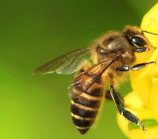  甘肅省哪里產阿壩中蜂（你聽說過阿壩中蜂嗎，它“神”在哪里，你那里可以養嗎）