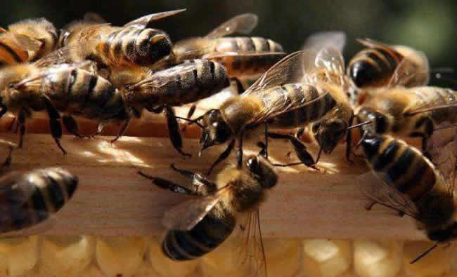 中蜂群怎么合并才不會(huì)打架？