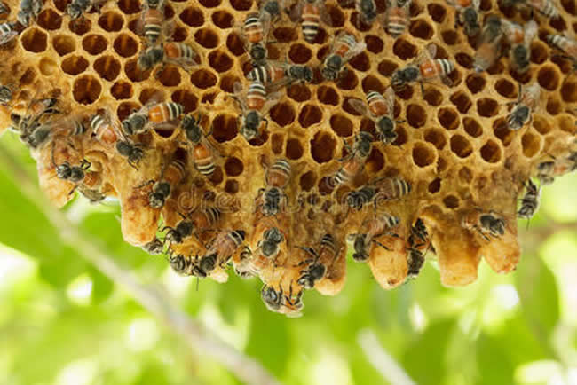 中蜂群怎么合并才不會(huì)打架？