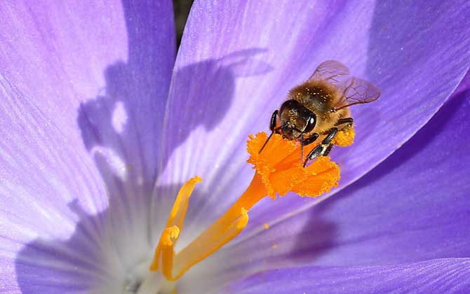 蜜蜂怎么發(fā)育的（蜜蜂的習性及發(fā)育過程）