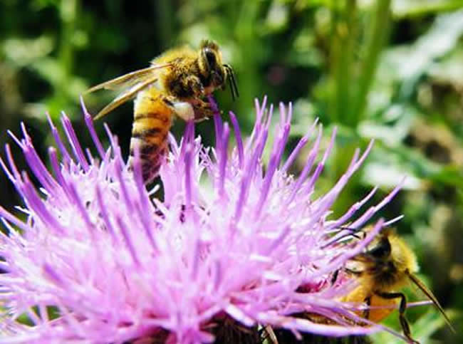 【蜜蜂養(yǎng)殖】投資2萬養(yǎng)蜜蜂利潤多少? 投資2萬養(yǎng)蜜蜂利潤多少?