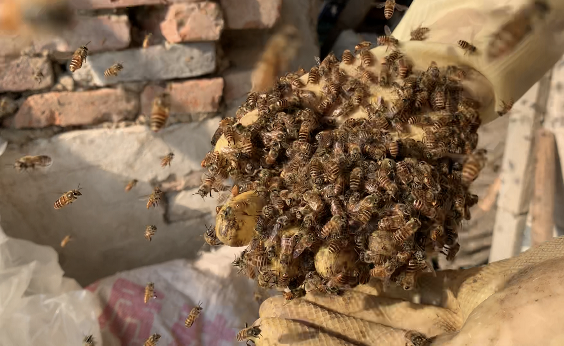 土蜂和蜜蜂、馬蜂的區別（土蜂是什么蜂種）