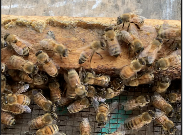土蜂和蜜蜂、馬蜂的區別（土蜂是什么蜂種）