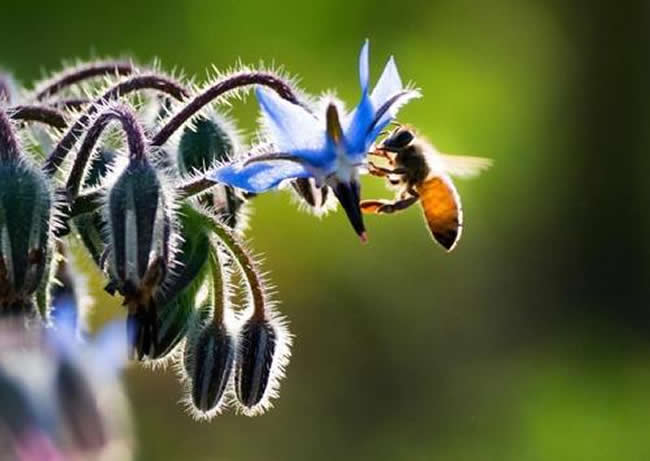 養(yǎng)蜂人如何給蜜蜂喂水? 如何給蜜蜂喂水