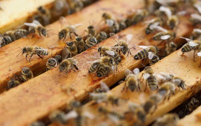 現代養蜂法有哪些(養蜂技術有哪些) 養蜂