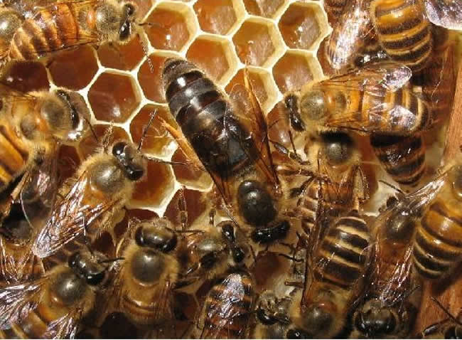 蜂王交尾失敗如何處理? 蜂王交尾失敗如何處理?