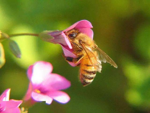養蜂新手如何收蜂(新手第一次怎么收蜂) 養蜂新手如何收蜂(新手第一次怎么收蜂)