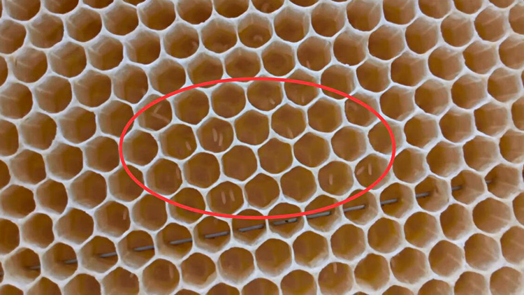 怎樣能讓工蜂停止產卵(如何制止工蜂產卵) 怎樣能讓工蜂停止產卵(如何制止工蜂產卵)