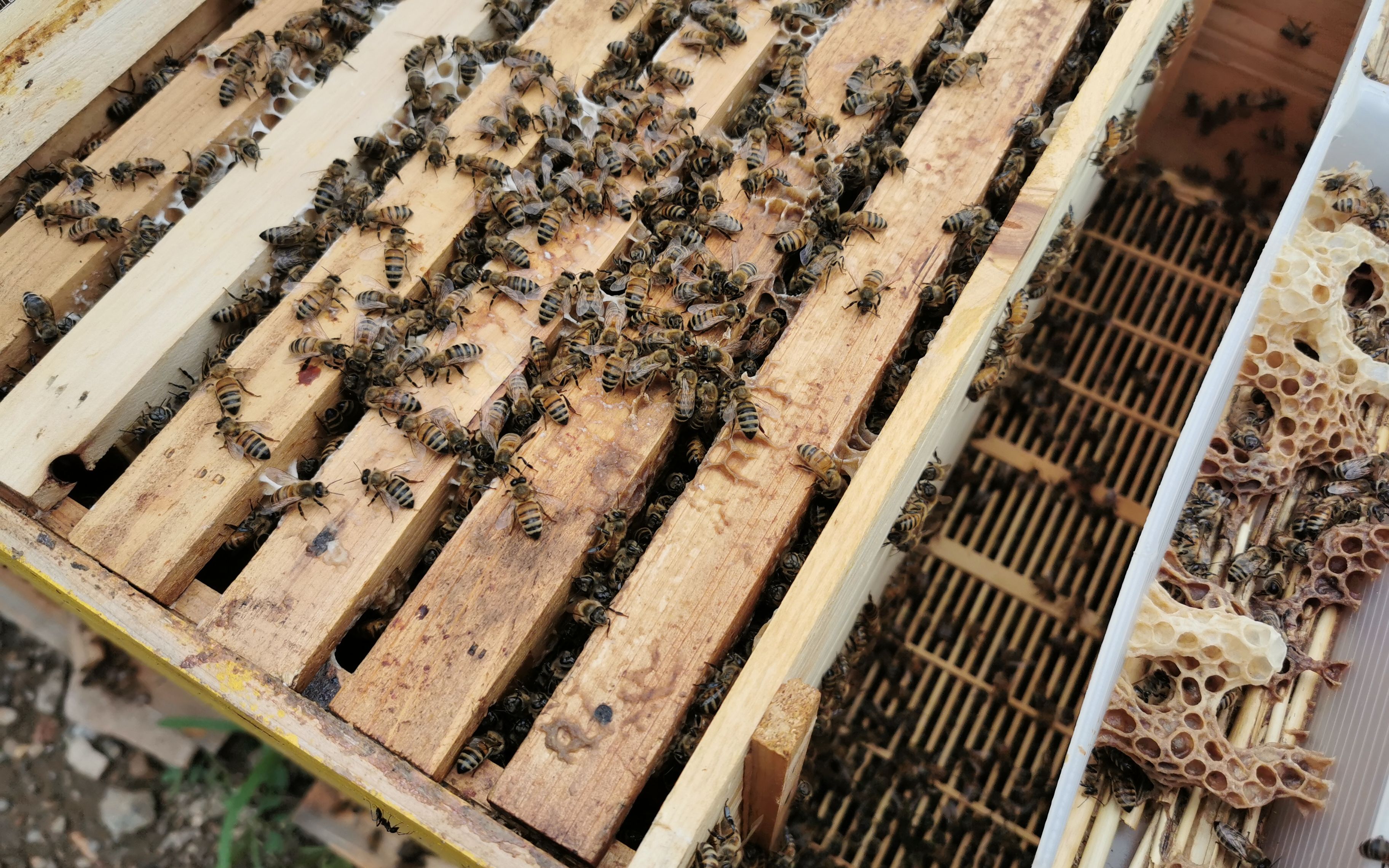 2022年養蜂前景如何(2022年養蜂市場前景分析) 2022年養蜂前景如何(2022年養蜂市場前景分析)