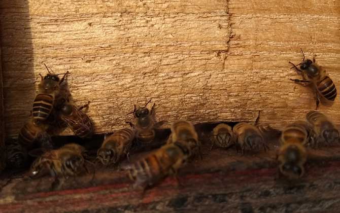 投資2萬的蜜蜂能獲利么(投資2萬養(yǎng)蜜蜂有多少利潤) 投資2萬的蜜蜂能獲利么(投資2萬養(yǎng)蜜蜂有多少利潤)