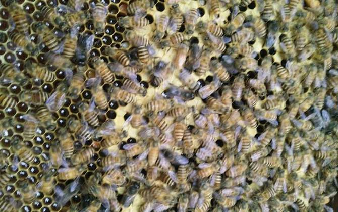 投資2萬的蜜蜂能獲利么(投資2萬養(yǎng)蜜蜂有多少利潤) 投資2萬的蜜蜂能獲利么(投資2萬養(yǎng)蜜蜂有多少利潤)