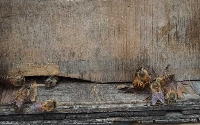 投資2萬的蜜蜂能獲利么(投資2萬養(yǎng)蜜蜂有多少利潤) 投資2萬的蜜蜂能獲利么(投資2萬養(yǎng)蜜蜂有多少利潤)