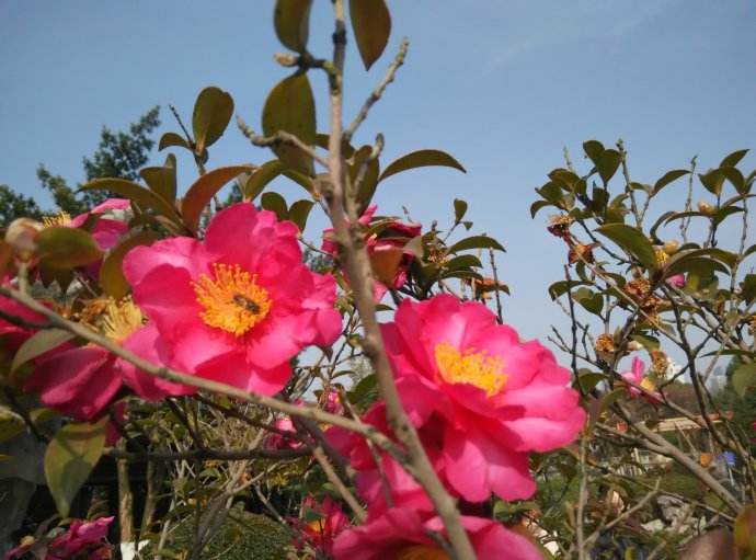 春季蜜蜂群快速?gòu)?fù)壯的方法 春季蜜蜂群快速?gòu)?fù)壯的方法