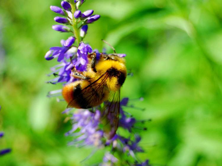 春季蜜蜂群快速?gòu)?fù)壯的方法 春季蜜蜂群快速?gòu)?fù)壯的方法