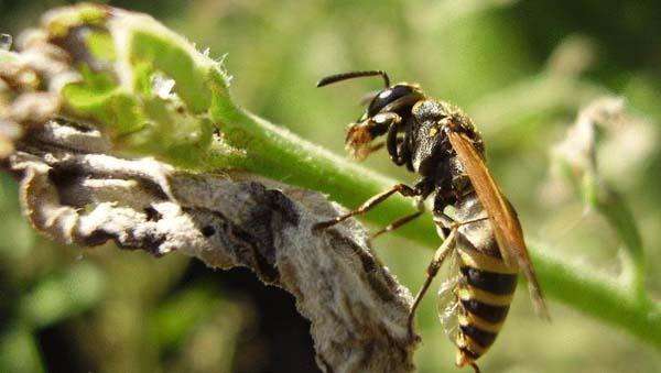 春季蜜蜂群快速?gòu)?fù)壯的方法 春季蜜蜂群快速?gòu)?fù)壯的方法