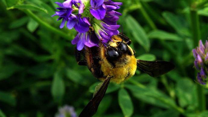 春季蜜蜂群快速?gòu)?fù)壯的方法 春季蜜蜂群快速?gòu)?fù)壯的方法