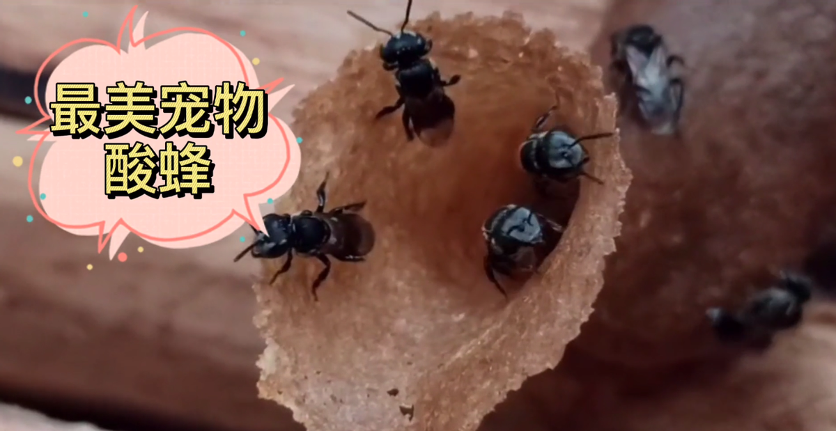 酸蜂的養殖方法(無刺蜂活框養殖技術) 酸蜂的養殖方法(無刺蜂活框養殖技術)