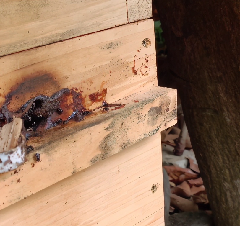 酸蜂的養殖方法(無刺蜂活框養殖技術) 酸蜂的養殖方法(無刺蜂活框養殖技術)