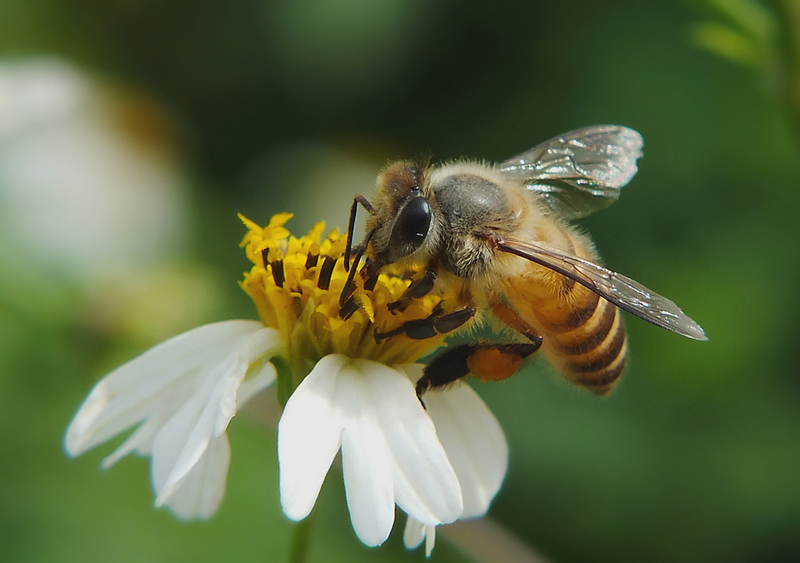 【蜜蜂知識】蜜蜂有幾條腿和翅膀？