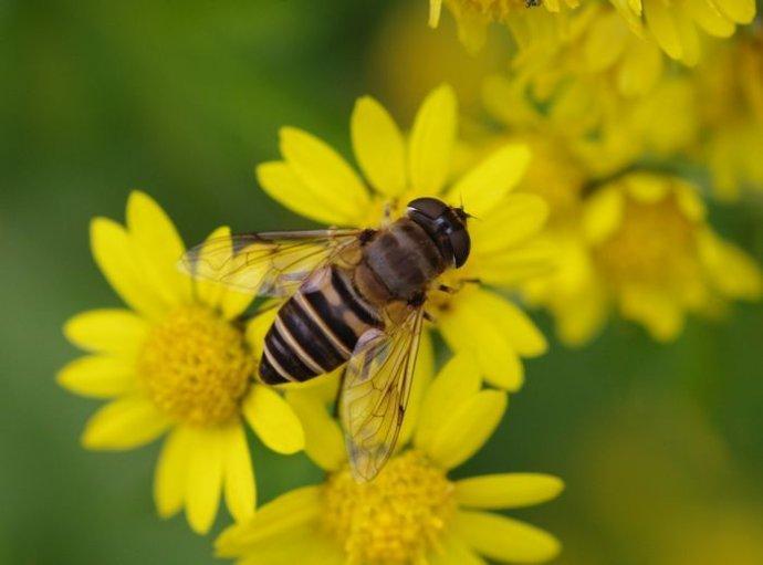 中蜜一號(hào)與松丹一號(hào)那個(gè)采蜜好（中蜜一號(hào)和松丹一號(hào)哪個(gè)好）