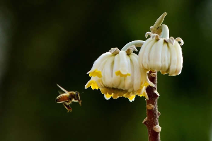 蜜蜂怎么過冬（越冬）？