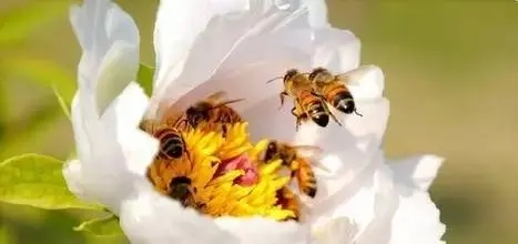 蜜蜂無(wú)私奉獻(xiàn)象征生活中的哪些人