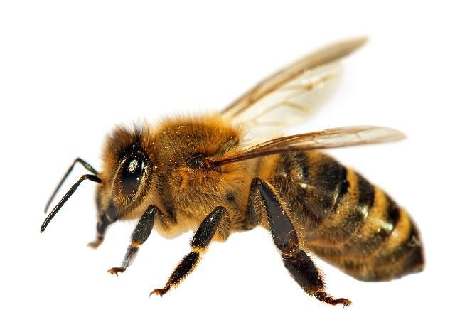 如何評(píng)估蜜蜂養(yǎng)殖規(guī)模（蜜蜂飼養(yǎng)規(guī)模與產(chǎn)值效益調(diào)查分析）