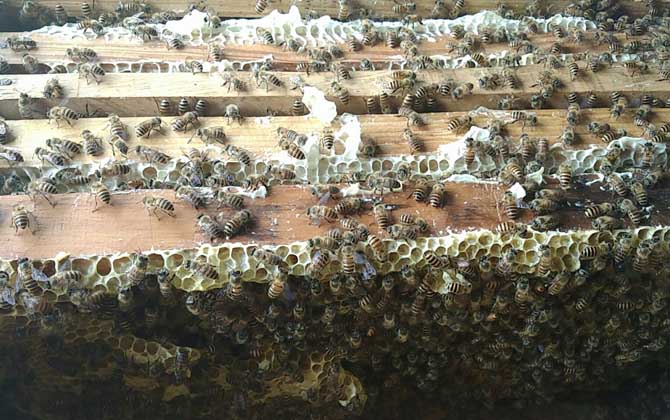 阿壩中蜂雜交產子王多少錢一個（中蜂蜂王多少錢一只）