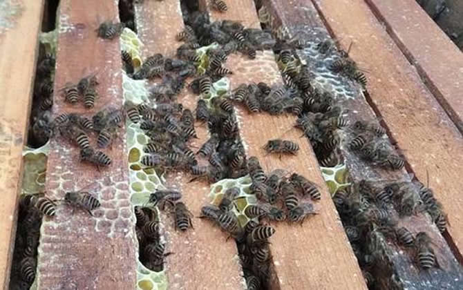 一個人能養多少箱蜜蜂 一個人能養多少箱蜜蜂