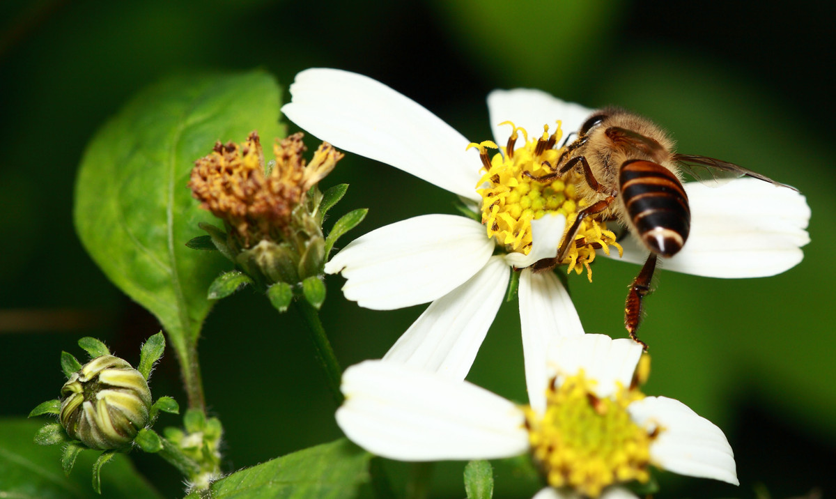 定地蜜蜂養(yǎng)殖入門知識(養(yǎng)殖蜜蜂的基本知識) 定地蜜蜂養(yǎng)殖入門知識(養(yǎng)殖蜜蜂的基本知識)