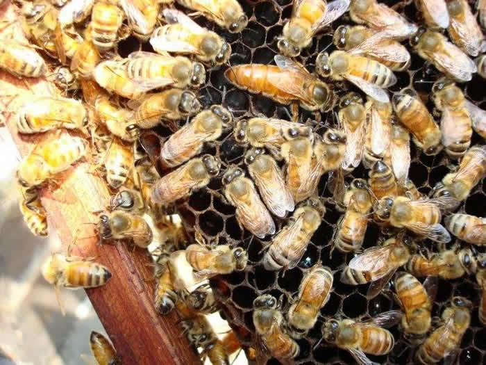 活框蜂箱有哪些優(yōu)點和缺點？