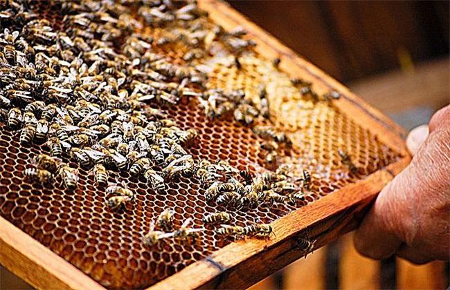 活框蜂箱有哪些優(yōu)點和缺點？