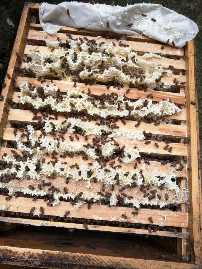 活框蜂箱有哪些優(yōu)點和缺點？