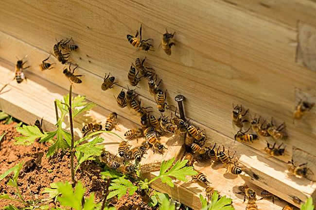 活框蜂箱有哪些優(yōu)點和缺點？