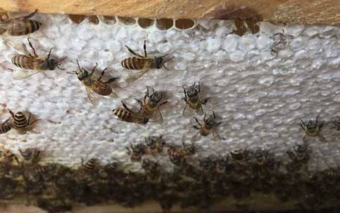 中蜂雙王群的優缺點 中蜂雙王群的優缺點