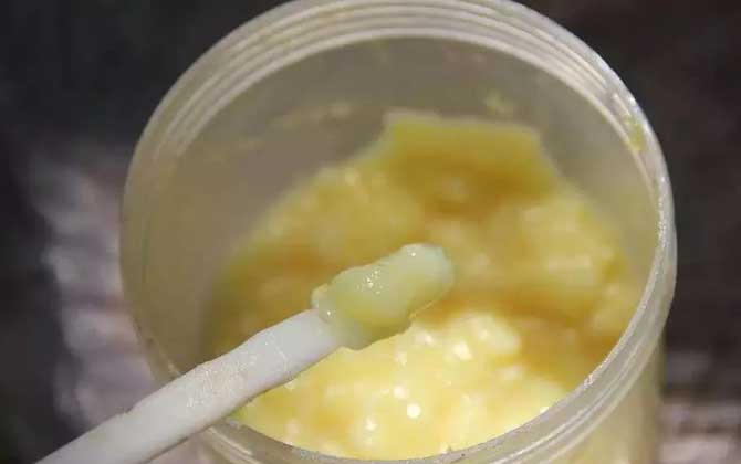 蜂王漿對人身體有好處么(吃蜂王漿有什么好處和禁忌) 蜂王漿對人身體有好處么(吃蜂王漿有什么好處和禁忌)