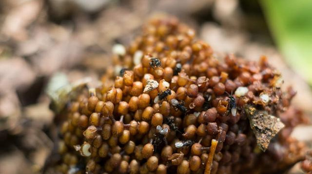酸蜂蜜是什么蜜蜂的蜜(酸蜂蜂蜜的特點) 酸蜂蜜是什么蜜蜂的蜜(酸蜂蜂蜜的特點)