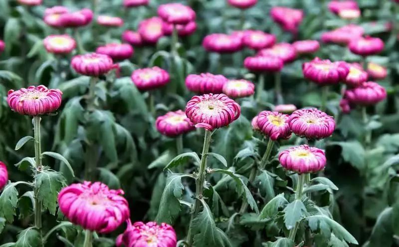 中蜂箱42規(guī)格尺寸圖解(中蜂標(biāo)淮蜂箱尺寸及詳圖) 中蜂箱42規(guī)格尺寸圖解(中蜂標(biāo)淮蜂箱尺寸及詳圖)