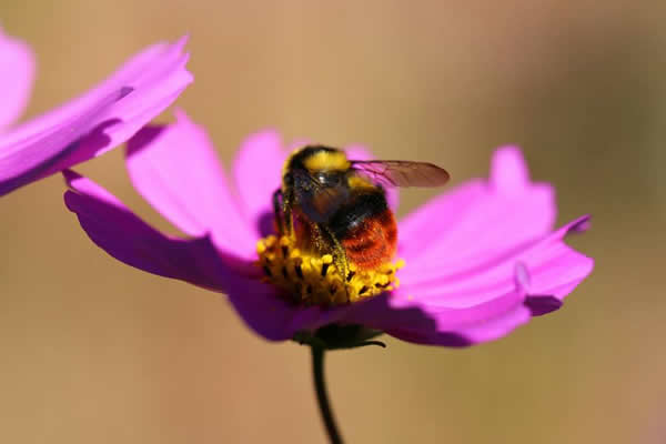 意大利蜜蜂什么時(shí)候開始春繁？