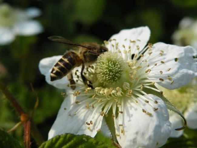 意大利蜜蜂什么時(shí)候開始春繁？